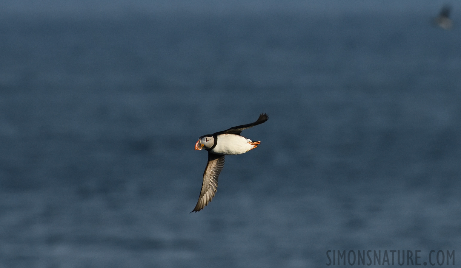 Fratercula arctica [400 mm, 1/2500 Sek. bei f / 8.0, ISO 1000]